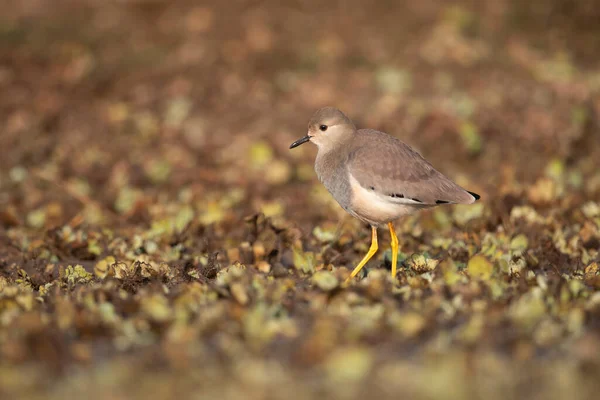 Witte Staart Kievit Vogel Ochtend — Stockfoto