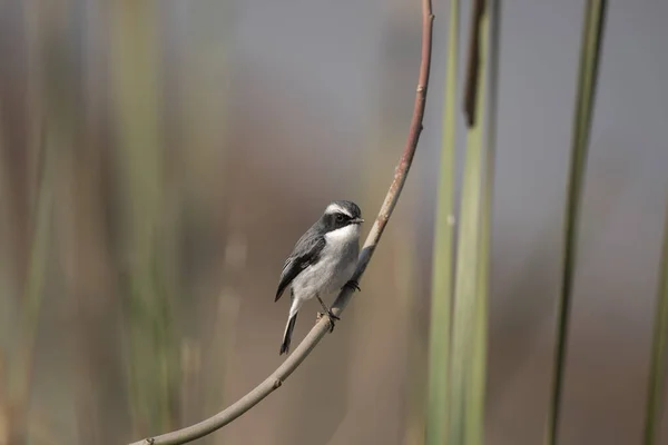 Grey Bush Chat Perch — Stock Photo, Image