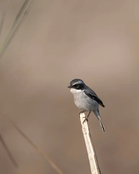 灰色のブッシュチャットオンPerch — ストック写真