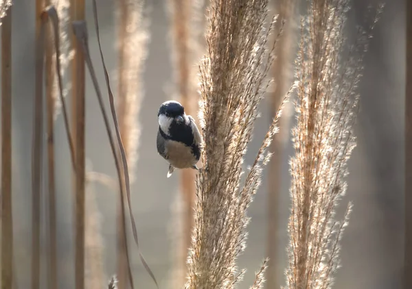 Cinereous Tit Parus Cinereus Feeding — Stok fotoğraf