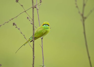 Little Green bee Eater on perch with green background