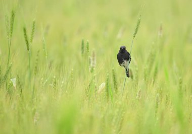 Buğday tarlasında Pied Bush sohbeti