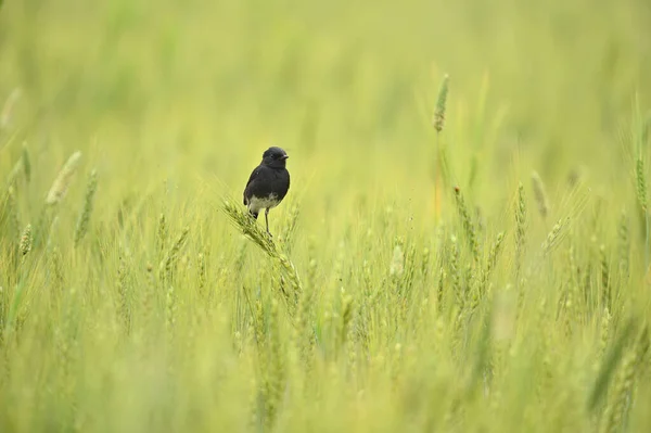 Charla Pied Bush Campo Trigo — Foto de Stock