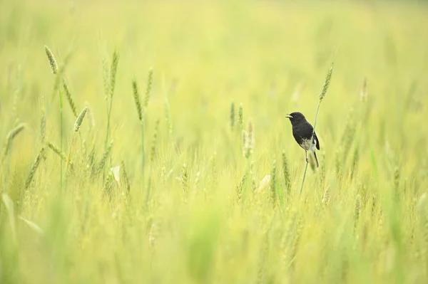 Pied Bush Bavarder Dans Champ Blé — Photo