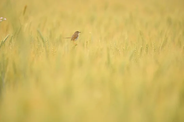 Prinia Trigo Archivado Mañana — Foto de Stock