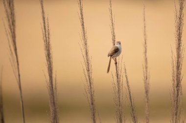 Tünekte sade Prinia kuşu 