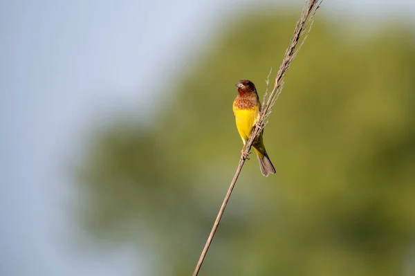 Belle Tête Rouge Oiseau Bruant Sur Perche — Photo