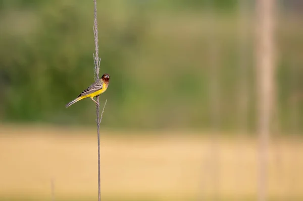 Красивая Рыжая Птица Окуни — стоковое фото