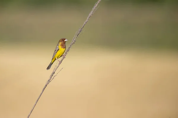 Vacker Fågel Röd Väg Bunting Abborre — Stockfoto