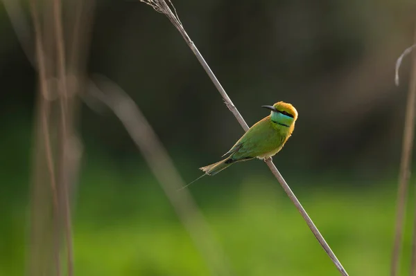 Little Green Bee Eater Perch Green Background — Stock Photo, Image