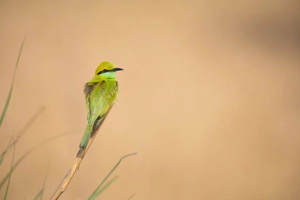 Little Green Bee Eater Perch Green Background — 图库照片