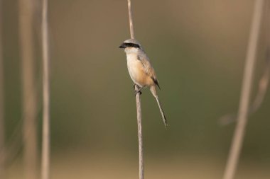 Uzun kuyruklu Shrike Kuşu tünekte 