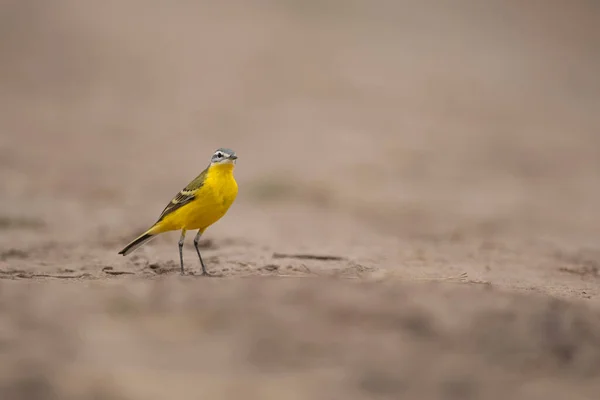 Західний Жовтий Волосатий Птах — стокове фото