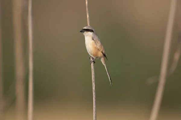 Larga Cola Shrike Bird Percha —  Fotos de Stock