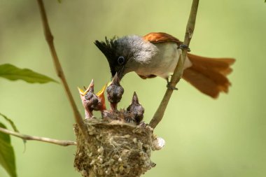 Asyalı cennet sineği avcısı piliçleri besliyor. 