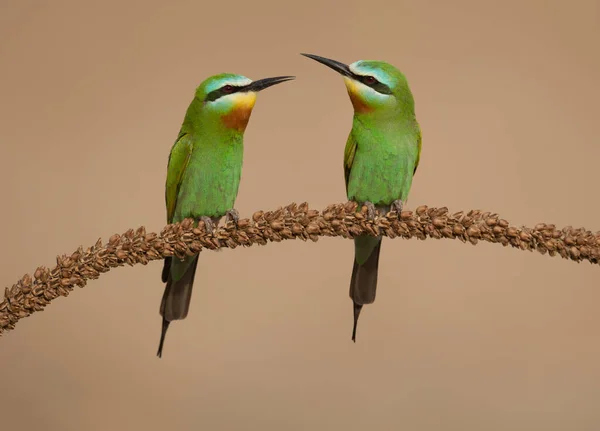 Blue Cheeked Bee Eaters Perch — Stockfoto