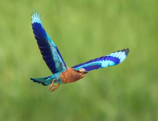 Gorgeous Bird Indian Roller Taking — Stockfoto
