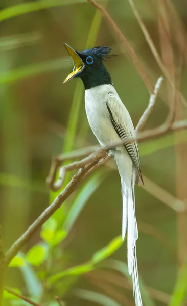 Indian Paradise Flycatcher Calling — Stockfoto