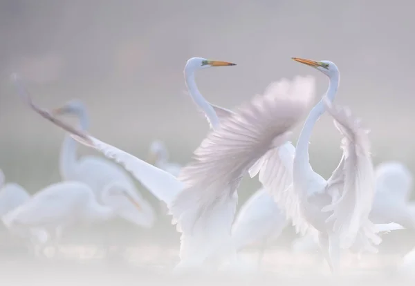 Fight Great Egrets Misty Morning — Stock Photo, Image