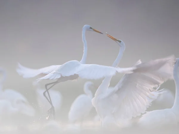 Fight Great Egrets Misty Morgen - Stock-foto