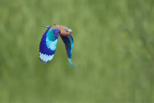 Beautiful Bird Indian Roller Flying — Stockfoto