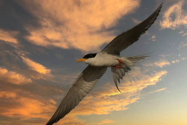 Río Tern Volando — Foto de Stock