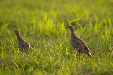Yeşil tarlalarda gri frankolin