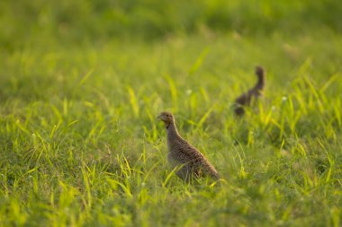 Yeşil tarlalarda gri frankolin