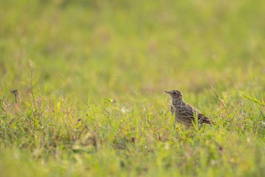 Çayır tarlakuşunun doğusunda 