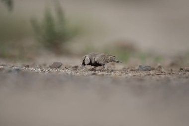 Küllü tepeli serçe-toygar