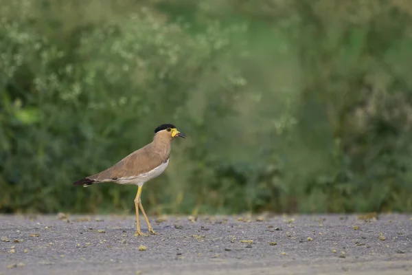 Aile Pattes Jaunes Vanellus Malabaricus — Photo