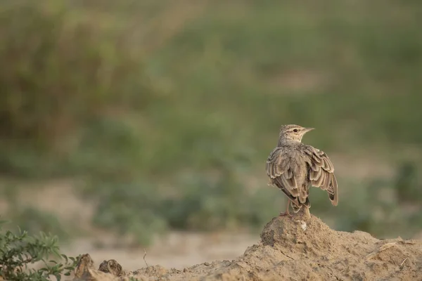 Lark Crested Erba Terra — Foto Stock