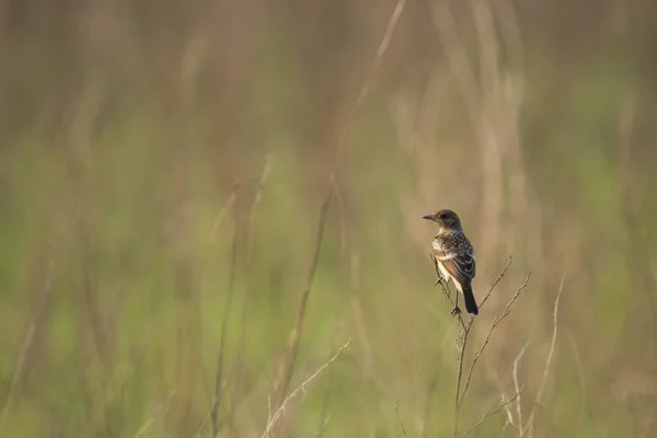 Pied Arbusto Bate Papo Poleiro Campos — Fotografia de Stock