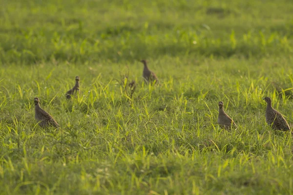 Francoline Grise Dans Les Champs Verts — Photo