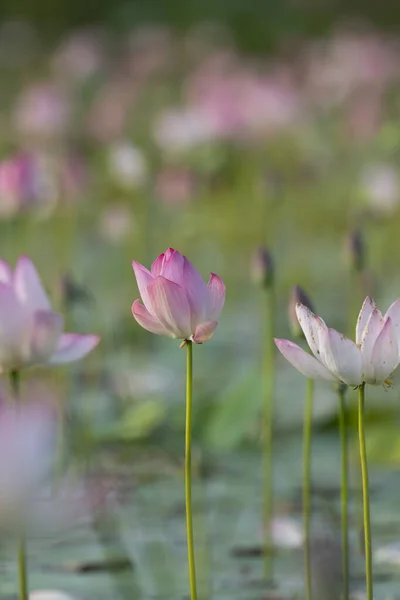 Beautiful Pink Lotus Flowers — Stock Photo, Image