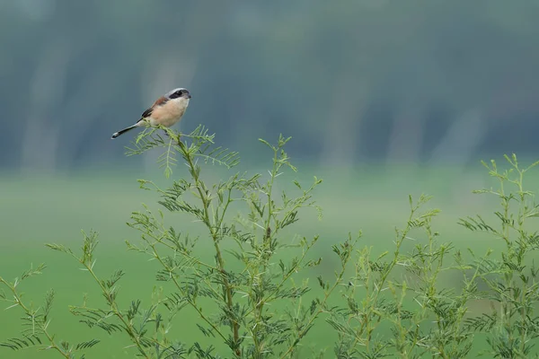 Shrike Con Respaldo Rojo Sentado Percha Verde — Foto de Stock