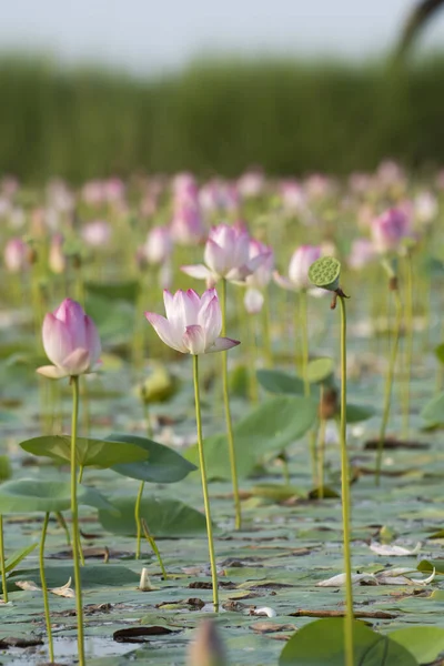 Beautiful Pink Lotus Flowers — Stock Photo, Image