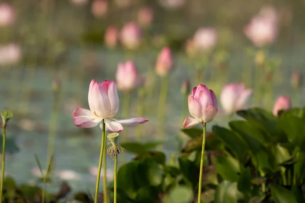 Beautiful Pink Lotus Flowers — Stock Photo, Image