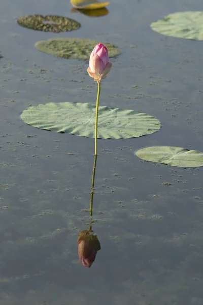 Beautiful Pink Lotus Flowers — Stock Photo, Image