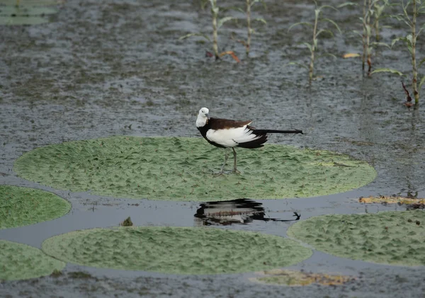 Faisão Cauda Jacana Habitat — Fotografia de Stock