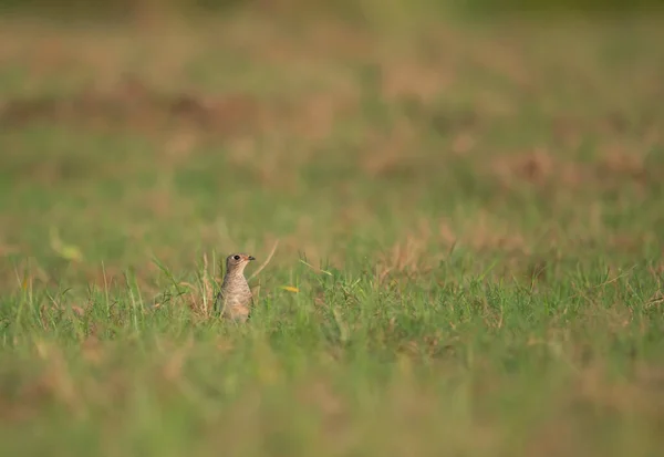 Close Wild Bird Pipit Grass — Stockfoto