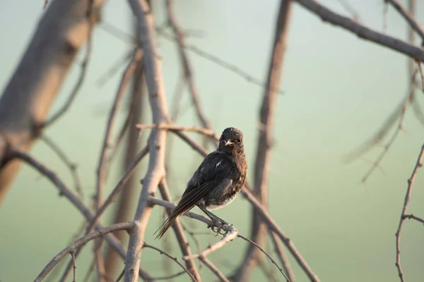 Pied Bush Chat Abborre — Stockfoto