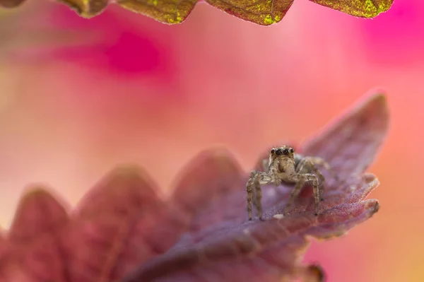 Hoppande Spindel Färgglada Blad Coleus Växt — Stockfoto