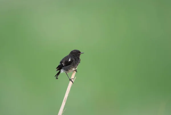 Pied Arbusto Bate Papo Poleiro — Fotografia de Stock