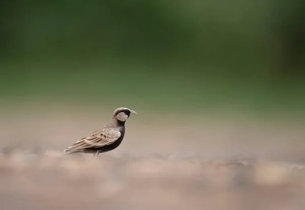 粉を吹いた戴冠雀ヒバリ — ストック写真
