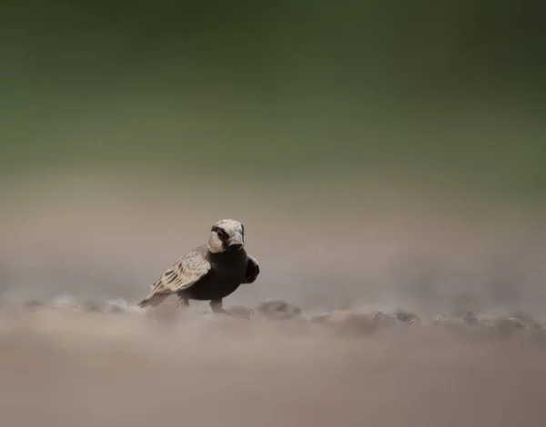 Küllü Tepeli Serçe Toygar — Stok fotoğraf