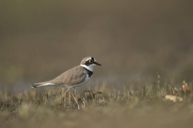 Küçük halka Plover habitatta