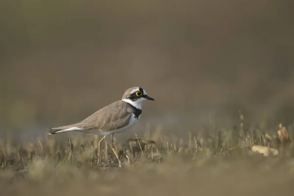 Kleine Geringde Plover Habitat — Stockfoto