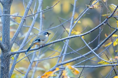 A wild variegated laughingthrush perched among autumn leaves in its natural habitat.