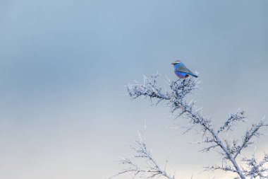 A delicate White-Browed Tit-Warbler (Leptopoecile sophiae) perched atop a bush in the soft morning light. The small bird is clearly defined against the sky.